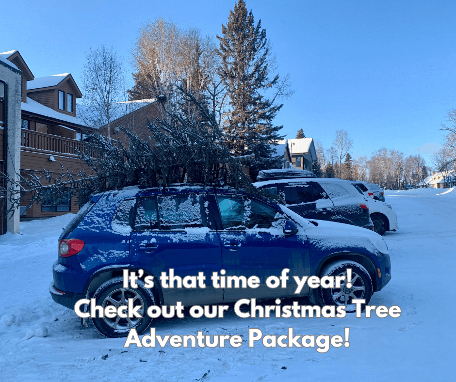 Christmas Tree Adventure Package